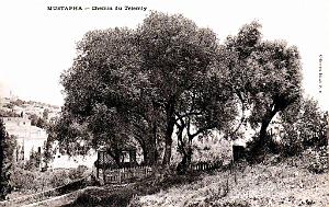 ALGER - MUSTAPHA  - CHEMIN DU TELEMLY - 1907